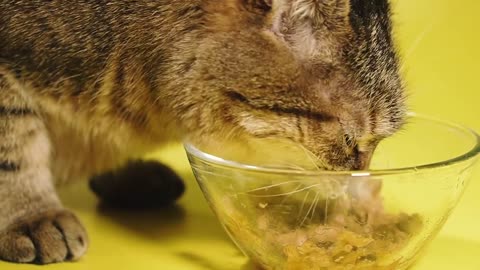 cute little cat eating makes you laugh!