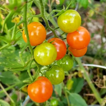 Cherry tomatoes #gardening #vegetablegarden