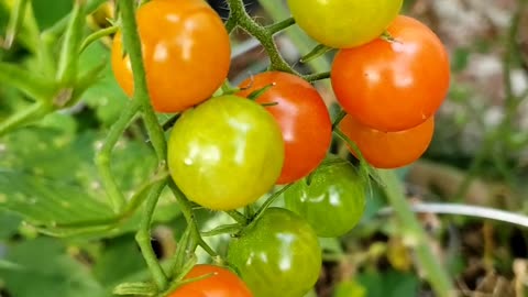 Cherry tomatoes #gardening #vegetablegarden