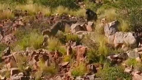 Looks like the leopard wimped out and the baboon won