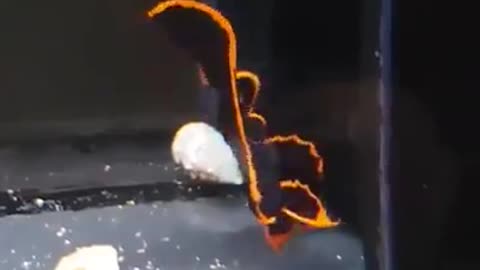 The most beautiful sea creatures
