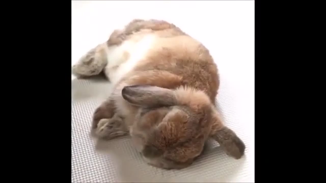 THE CUTEST AND FUNNY PETS !! FUNNY RABBIT !! AWESOME MOMENTS !!FUNNY ANIMALS !!!!