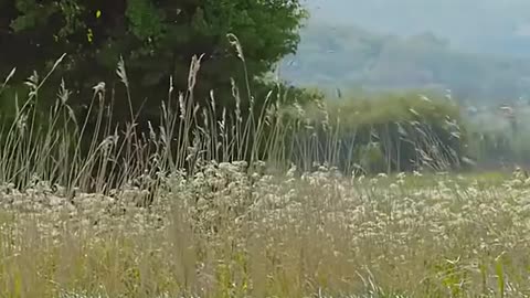 African Tiger Fish in Action