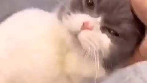 CUTEST CAT 😺 SOUNDS