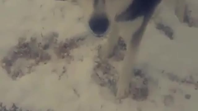The life of playing with snow