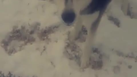 The life of playing with snow
