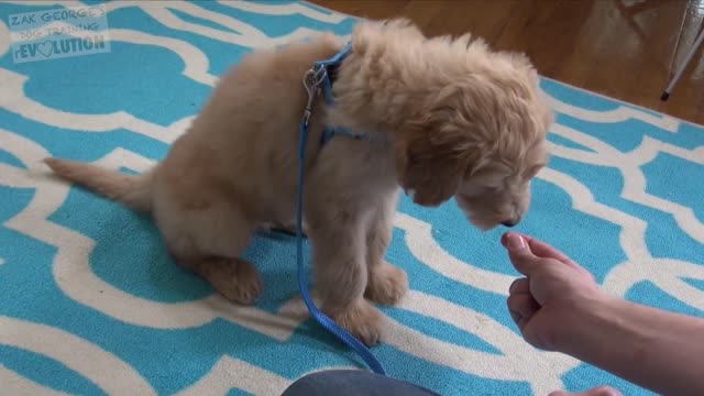 3 Easy Things to Teach your NEW PUPPY!