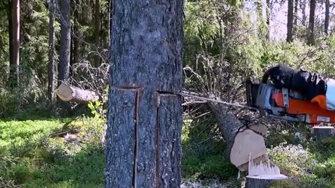 Tree cutting