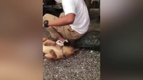Funniest Animals 2023🤣 New Funny 😻❤️Part 1 Cats and Dogs Videos