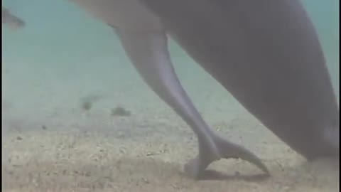 New born dolphin 🐬🐬🐬🐬🐬🐬🐬🐬🐬🐬🐬🐬🐬🐬🐬🐬🐬
