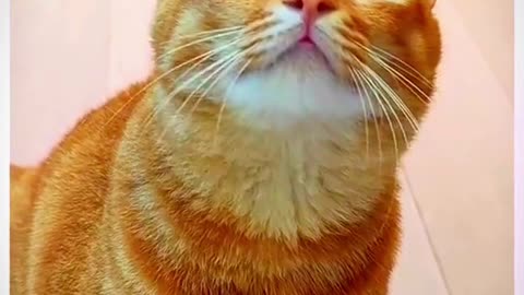 Funny singing cat| funny cat part 4 must watch