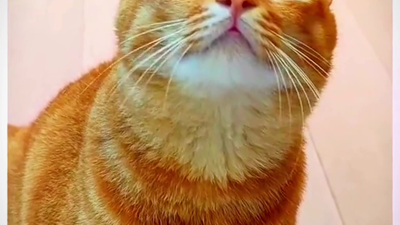 Funny singing cat| funny cat part 4 must watch