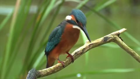 10 Most Beautiful Birds on Planet Earth 2