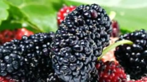 Many Benefits OF shetut