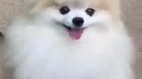 Funny dog