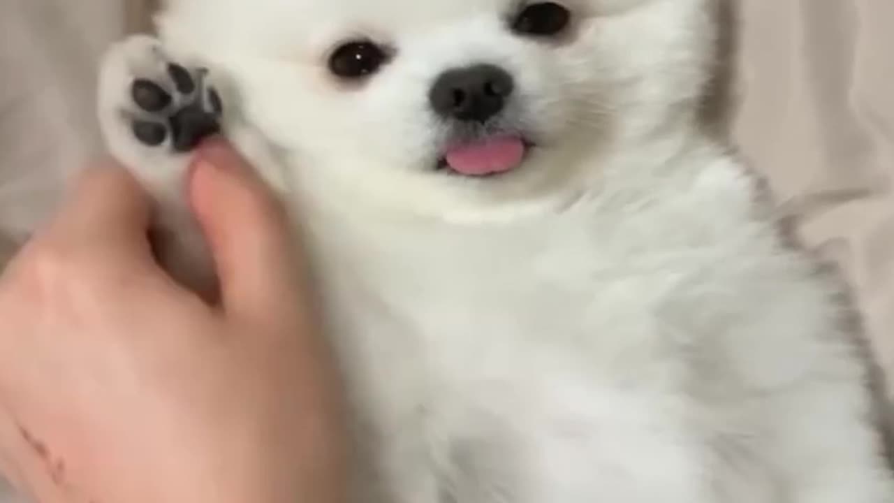 😍 The Cutest Pets: A Compilation You Need to See! Part7