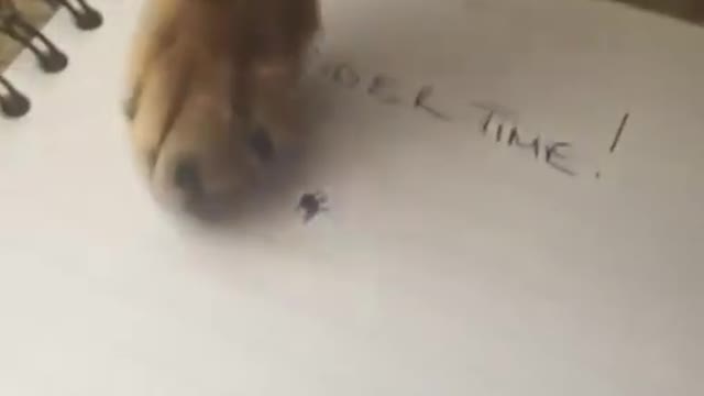 Cat understand Drawing insect is real 🤪