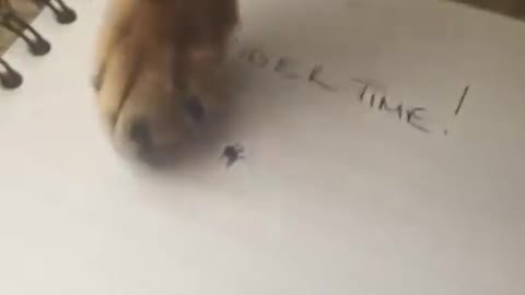 Cat understand Drawing insect is real 🤪