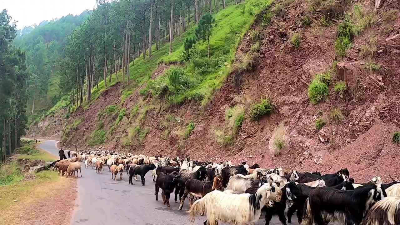 KUTTON JAGRAN KASHMIR - NEELAM VALLEY ROAD TRIP- KASHMIR SERIES VLOG 2