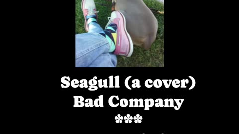 Seagull (a Cover) ~ Bad Company ~ alsetian