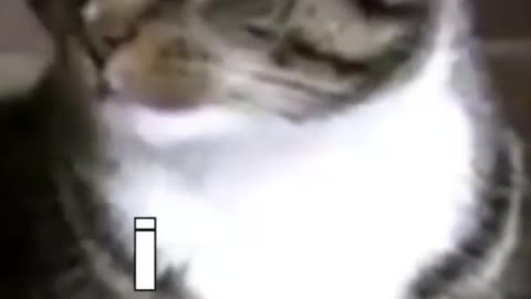 Funny cats video 😂 | must watch