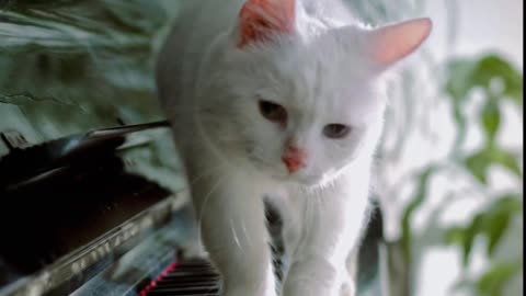 cat love song
