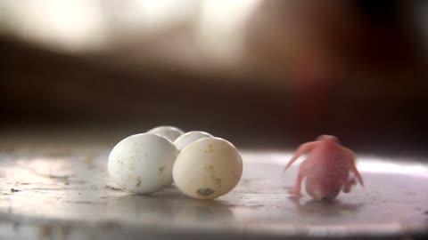 bird hatch egg and explore world