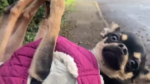 Chihuahua Does Yoga To Avoid Walking