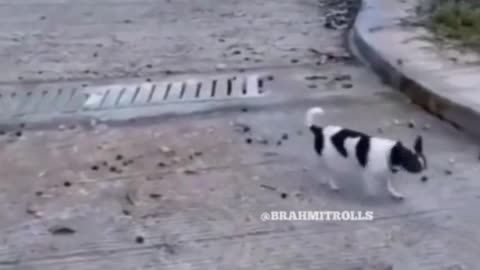 CAT FUNNY VIDEO #funny_animals_videos_funny