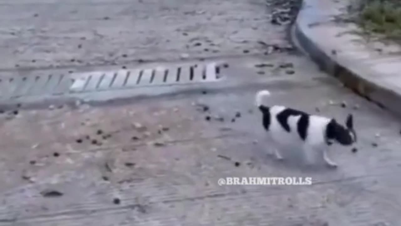 CAT FUNNY VIDEO #funny_animals_videos_funny