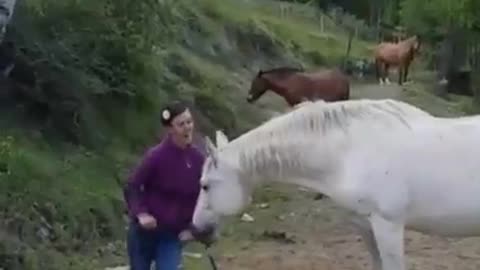Horse honor