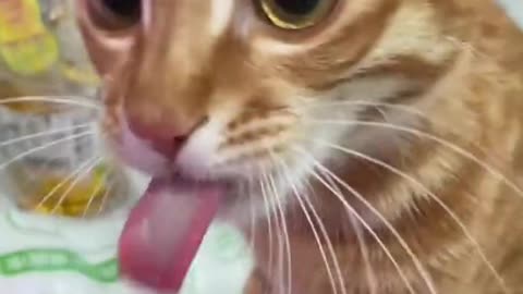 funny video cat