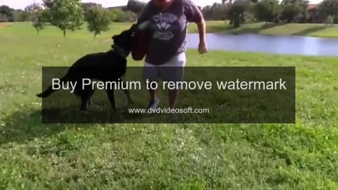 How To Make Dog Become Fully Aggressive With Few Simple Tips