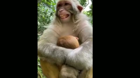 Best Funny Plastic Box Prank on Dog_ Super Funny