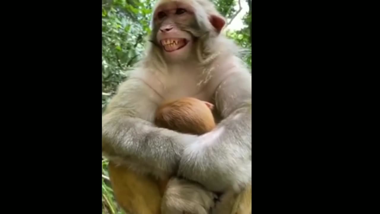 Best Funny Plastic Box Prank on Dog_ Super Funny