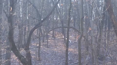 Iowa Whitetail