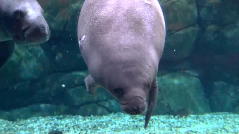 Manatee Enjoy It Time For Swam Around