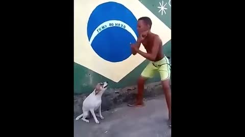 Perrito baila bien