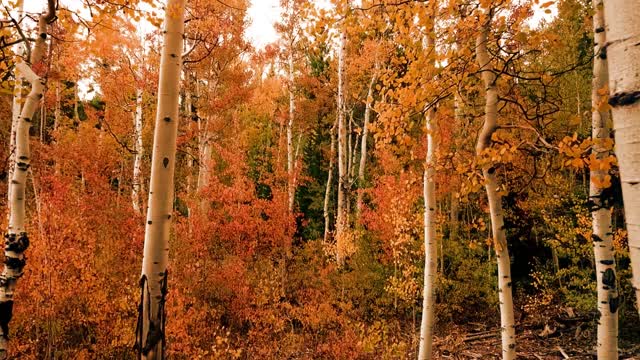 Beautiful of colorful leaves