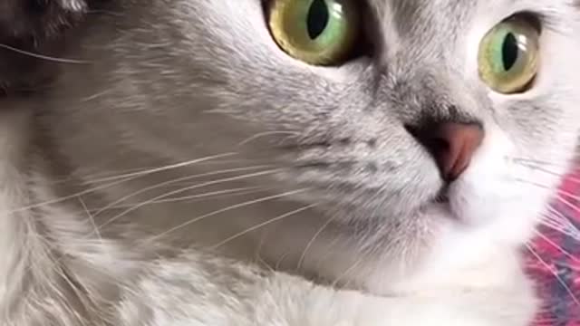 funny animals 😂 crazy animals 😱 tiktok animals 🥰 #animals #funnyanimals #tiktok #viralanimals #short