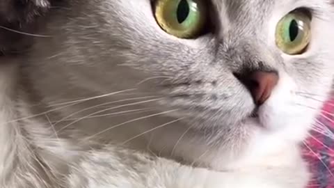 funny animals 😂 crazy animals 😱 tiktok animals 🥰 #animals #funnyanimals #tiktok #viralanimals #short