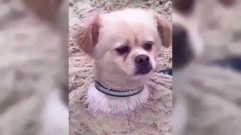 Crying is not a sin # confusing behavior for dogs #