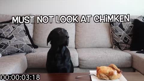 leaving my dog alone with a whole chicken