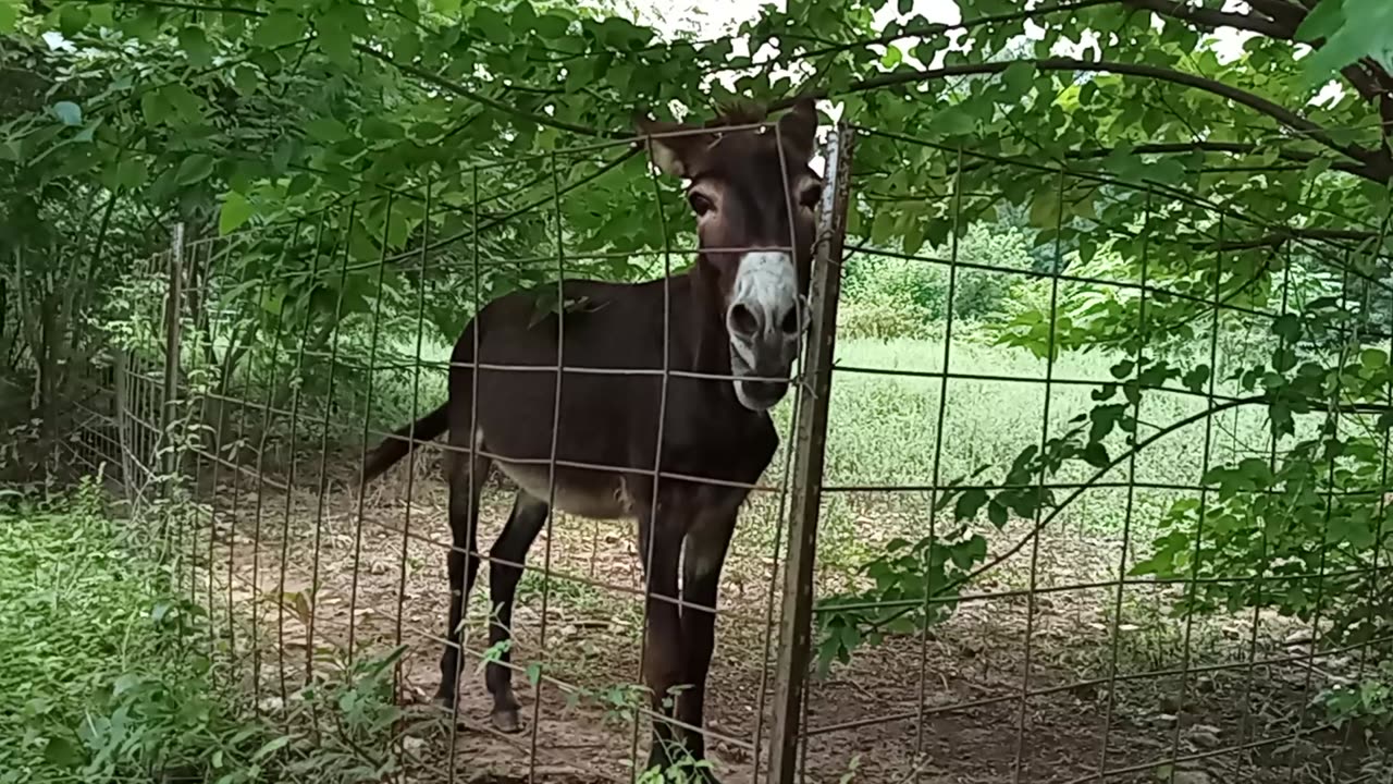 Everyday when I'm Out Walking my Happy Neighbor is Excited to See Me and Calls Me Over