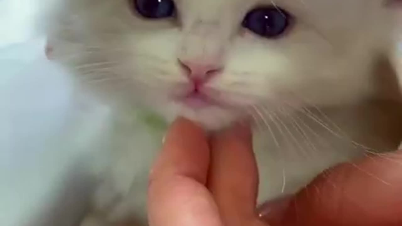 Aww Cute Cats Videos #catmeow Funny Animals Compilationš¹ Try Not To Laugh Challenge MV23 #shorts