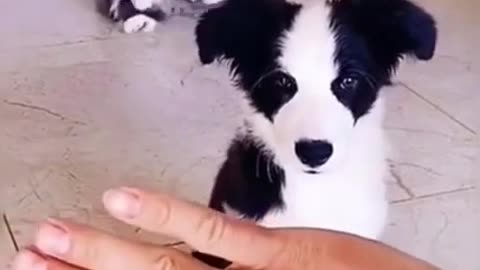 Funny and Cute Dog Video Reactions 🐕🐶