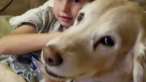 Golden Retriever ladra de modo egoísta es busca de más atención