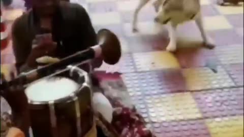 Funny animals 😄hub,funny animals club youtube, 🤣, funny animals dancing 💃😄,