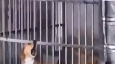 Funny Animals compilation