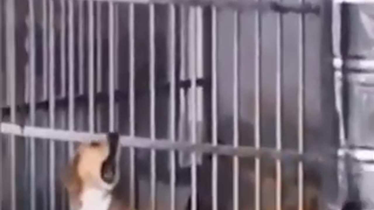 Funny Animals compilation